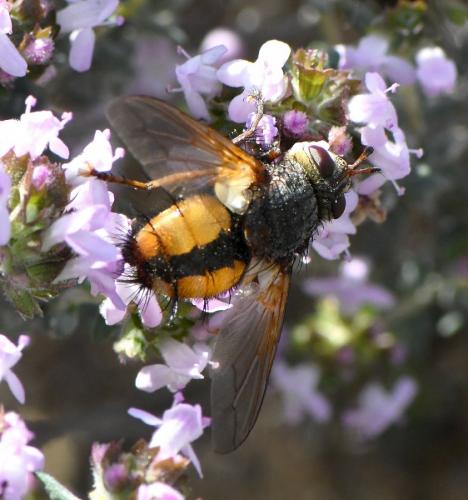 Réf. 278 988 : Tachina fera